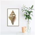 Picture of Sea Shell I _GroupedProduct_Rectangle_Portrait_Canvas_Framed_