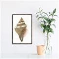 Picture of Sea Shell I _GroupedProduct_Rectangle_Portrait_Canvas_Framed_