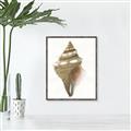 Picture of Sea Shell I _GroupedProduct_Rectangle_Portrait_Canvas_Framed_