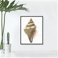 Picture of Sea Shell I _GroupedProduct_Rectangle_Portrait_Canvas_Framed_