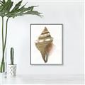 Picture of Sea Shell I _GroupedProduct_Rectangle_Portrait_Canvas_Framed_