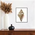 Picture of Sea Shell I _GroupedProduct_Rectangle_Portrait_Canvas_Framed_