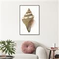 Picture of Sea Shell I _GroupedProduct_Rectangle_Portrait_Canvas_Framed_