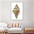 Picture of Sea Shell I _GroupedProduct_Rectangle_Portrait_Canvas_Framed_
