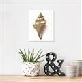 Picture of Sea Shell I _GroupedProduct_Rectangle_Portrait_Unframed_Print_Only_