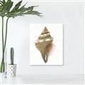 Picture of Sea Shell I _GroupedProduct_Rectangle_Portrait_Unframed_Print_Only_