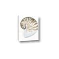 Picture of Sea Shell II _GroupedProduct_Rectangle_Portrait_Canvas_