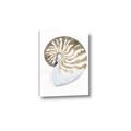 Picture of Sea Shell II _GroupedProduct_Rectangle_Portrait_Canvas_