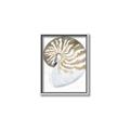 Picture of Sea Shell II _GroupedProduct_Rectangle_Portrait_Canvas_Framed_