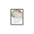 Picture of Sea Shell II _GroupedProduct_Rectangle_Portrait_Canvas_Framed_