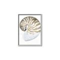 Picture of Sea Shell II _GroupedProduct_Rectangle_Portrait_Canvas_Framed_