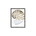 Picture of Sea Shell II _GroupedProduct_Rectangle_Portrait_Canvas_Framed_