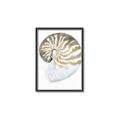 Picture of Sea Shell II _GroupedProduct_Rectangle_Portrait_Canvas_Framed_