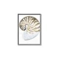 Picture of Sea Shell II _GroupedProduct_Rectangle_Portrait_Canvas_Framed_