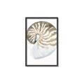 Picture of Sea Shell II _GroupedProduct_Rectangle_Portrait_Canvas_Framed_
