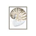 Picture of Sea Shell II _GroupedProduct_Rectangle_Portrait_Canvas_Framed_