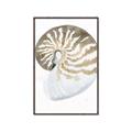 Picture of Sea Shell II _GroupedProduct_Rectangle_Portrait_Canvas_Framed_