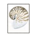 Picture of Sea Shell II _GroupedProduct_Rectangle_Portrait_Canvas_Framed_