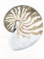 Picture of Sea Shell II _GroupedProduct_Rectangle_Portrait_Unframed_Print_Only_