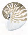 Picture of Sea Shell II _GroupedProduct_Rectangle_Portrait_Unframed_Print_Only_