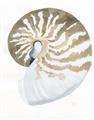 Picture of Sea Shell II _GroupedProduct_Rectangle_Portrait_Unframed_Print_Only_
