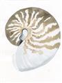 Picture of Sea Shell II _GroupedProduct_Rectangle_Portrait_Unframed_Print_Only_