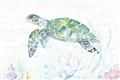 Picture of Sea Turtle II  _GroupedProduct_Rectangle_Landscape_Unframed_Print_Only_