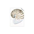 Picture of Sea Shell II _GroupedProduct_Rectangle_Portrait_Unframed_Print_Only_