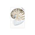 Picture of Sea Shell II _GroupedProduct_Rectangle_Portrait_Unframed_Print_Only_