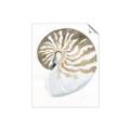 Picture of Sea Shell II _GroupedProduct_Rectangle_Portrait_Unframed_Print_Only_