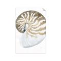 Picture of Sea Shell II _GroupedProduct_Rectangle_Portrait_Unframed_Print_Only_
