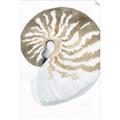 Picture of Sea Shell II _GroupedProduct_Rectangle_Portrait_Unframed_Print_Only_