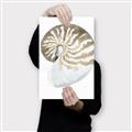 Picture of Sea Shell II _GroupedProduct_Rectangle_Portrait_Canvas_