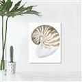 Picture of Sea Shell II _GroupedProduct_Rectangle_Portrait_Canvas_