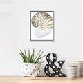 Picture of Sea Shell II _GroupedProduct_Rectangle_Portrait_Canvas_Framed_