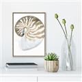 Picture of Sea Shell II _GroupedProduct_Rectangle_Portrait_Canvas_Framed_