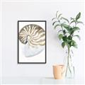 Picture of Sea Shell II _GroupedProduct_Rectangle_Portrait_Canvas_Framed_