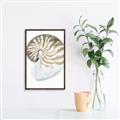Picture of Sea Shell II _GroupedProduct_Rectangle_Portrait_Canvas_Framed_