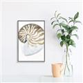 Picture of Sea Shell II _GroupedProduct_Rectangle_Portrait_Canvas_Framed_