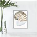 Picture of Sea Shell II _GroupedProduct_Rectangle_Portrait_Canvas_Framed_