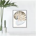 Picture of Sea Shell II _GroupedProduct_Rectangle_Portrait_Canvas_Framed_