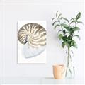 Picture of Sea Shell II _GroupedProduct_Rectangle_Portrait_Unframed_Print_Only_