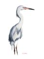 Picture of Egret I  _GroupedProduct_Rectangle_Portrait_Unframed_Print_Only_