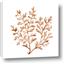 Picture of Orange Coral