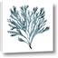 Picture of Teal Coral