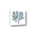 Picture of Teal Coral  _GroupedProduct_Square_Canvas_