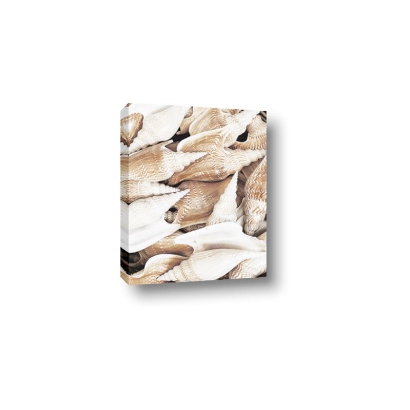 Picture of All the Shells  _GroupedProduct_Rectangle_Portrait_Photography _GroupedProduct_Rectangle_Portrait_Canvas_