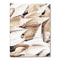 Picture of All the Shells  _GroupedProduct_Rectangle_Portrait_Photography _GroupedProduct_Rectangle_Portrait_Canvas_