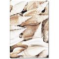 Picture of All the Shells  _GroupedProduct_Rectangle_Portrait_Photography _GroupedProduct_Rectangle_Portrait_Canvas_