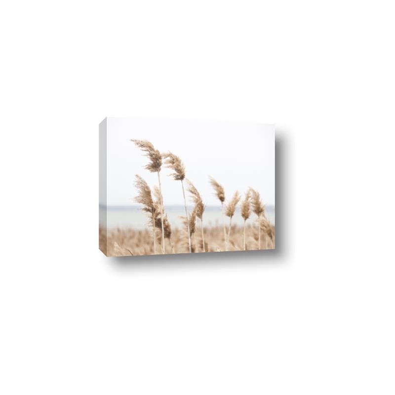 Picture of Beach Pampas _GroupedProduct_Rectangle_Landscape_Photography _GroupedProduct_Rectangle_Landscape_Canvas_